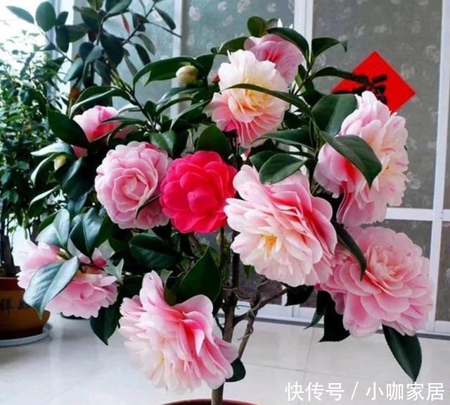 不烂|冬季养茶花,总共分4步,做好叶片不干不烂,保持油绿开满花!