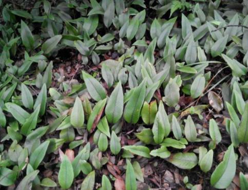 岩石|一种“精灵草”，专长岩石上，民间拿来泡水喝，野外遇见要珍惜