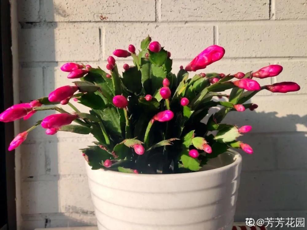 养护蟹爪兰，要注意8个要点，才能开出仙气飘飘花