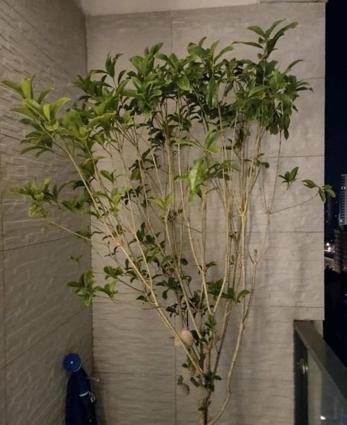 客厅养花,这6种“香香花”,花香浓郁,养在客厅衣服都带香味