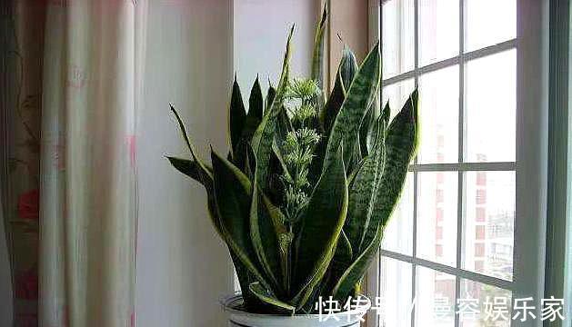 虎皮兰|你知道虎皮兰还能开花吗只需做“3点”,开花简单,清香飘满屋