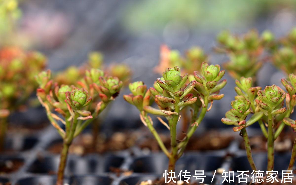 养护|多肉叶子一碰就掉，和3点养护方法有关，了解原因巧应对就好