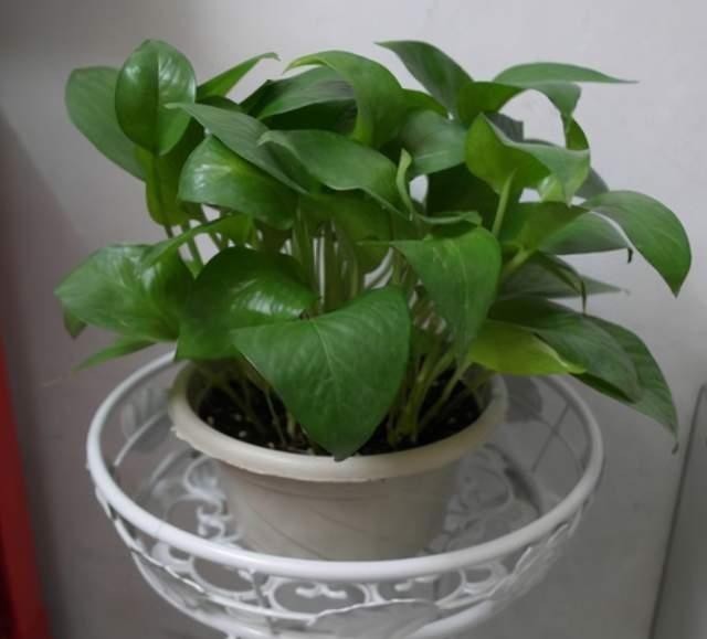 黄叶|冬天如何养好绿箩,注意这4点,不黄叶还长势好