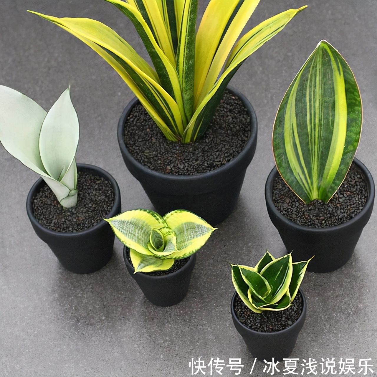 怕水多的“11种花”,家里若有管住手,养不好都是因为太勤了