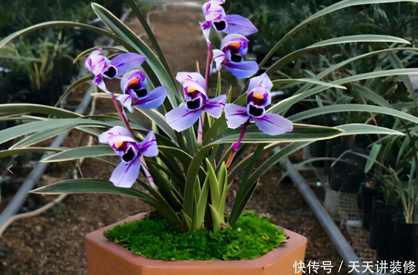 光照|家中的兰花盆栽多年不开花,究其原因,不过是这3点没做好罢了