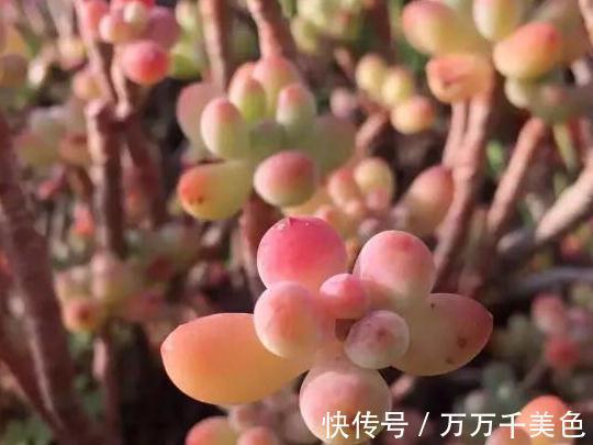 多肉养不好的原因之一，多数的分不清夏型种和冬型种多