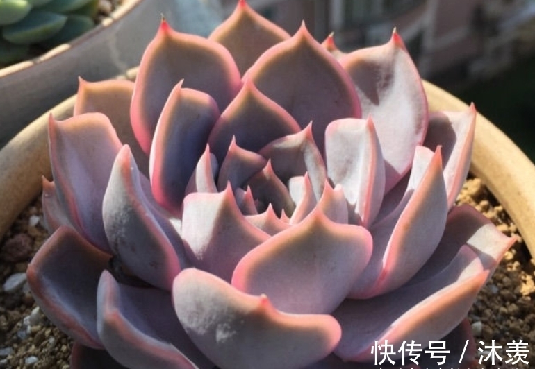 蓝绿色|多肉暗冰和菲欧娜,平常有七分相似,出状态后颜值则有云泥之别