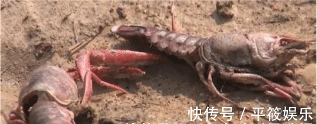 一夜之间|熊孩子毒死上千斤龙虾,“他还是个孩子“害了多少人!