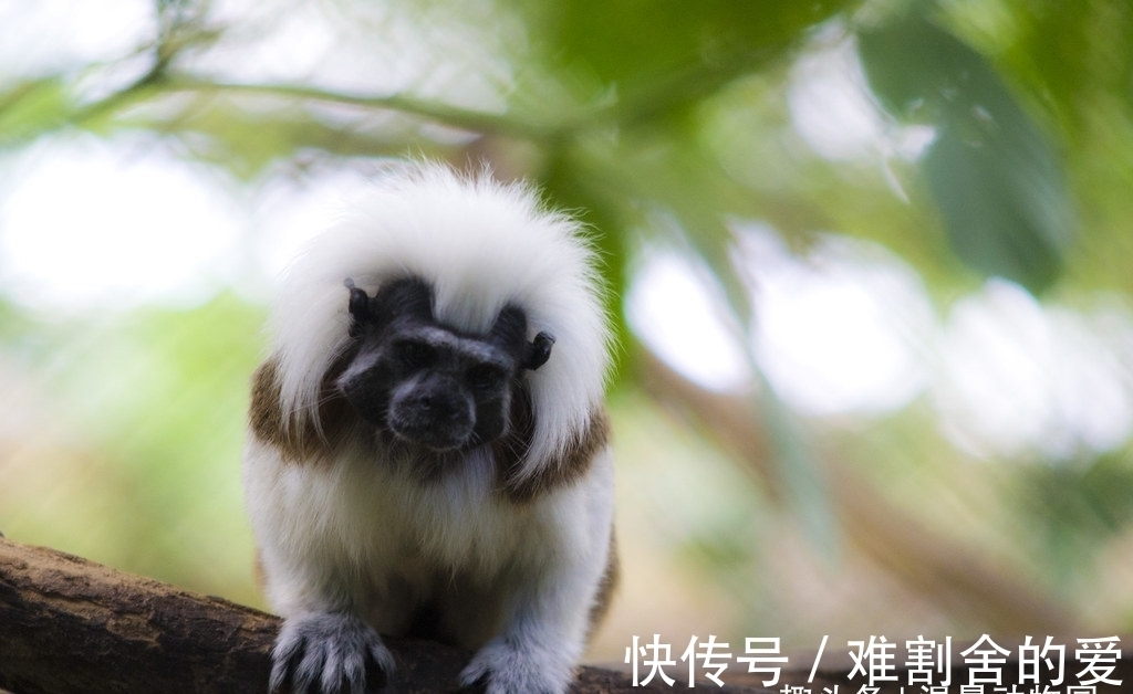 猴子|这种猴子的拉丁学名来源于希腊神话,却拥有着相当朋克的别致发型