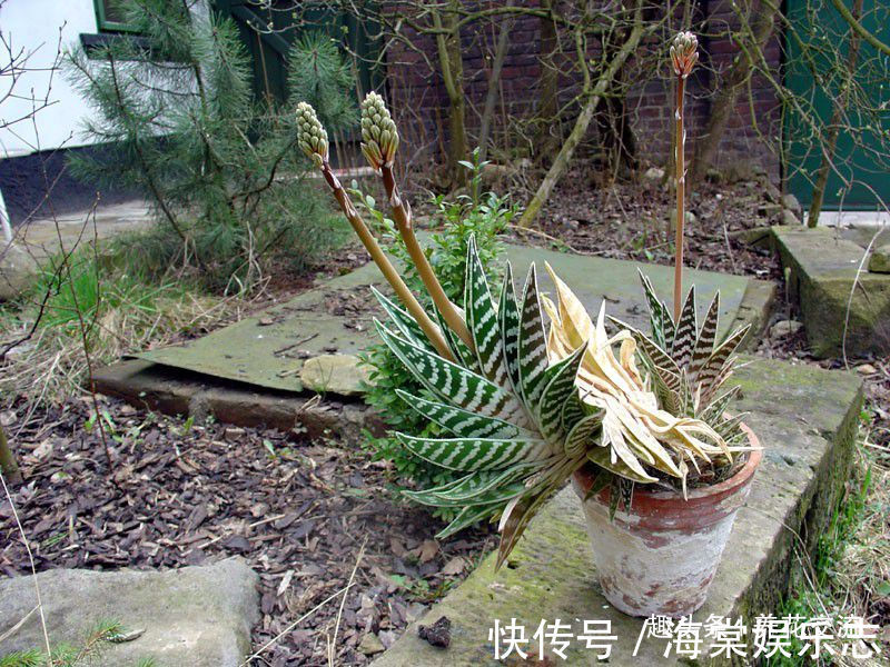 蛇皮|这种芦荟容易开花，叶子有蛇皮般的纹理，耐旱耐阴，为啥还能养死