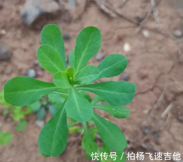 兰陵|临沂兰陵管这些野菜这样叫,不知道各地都一样吗!