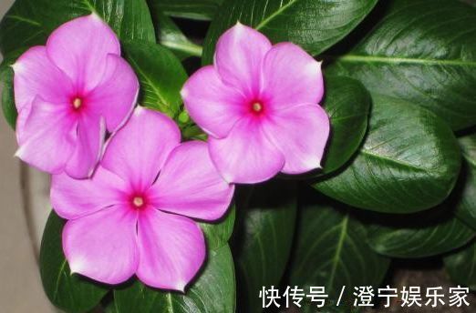 喜欢养玫瑰,不如养“精品玫瑰”宠爱小姐,色泽光亮,甚是美艳!