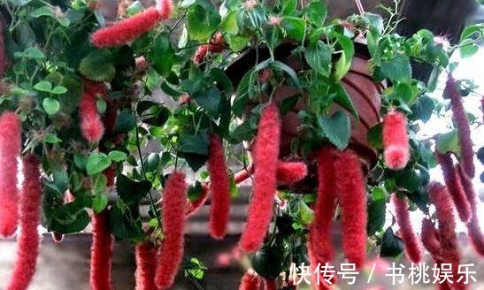 狗尾草也可以盆栽,吊起来养更漂亮,花期长花量大,好养易爆盆