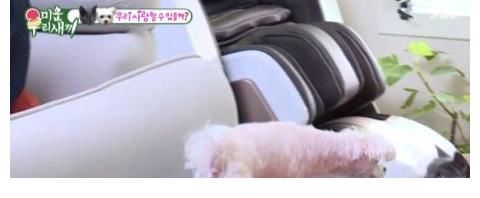 李尚敏|李尚敏向蹭住崔振赫家中，并极力撮合自己的猫和崔振赫的狗！