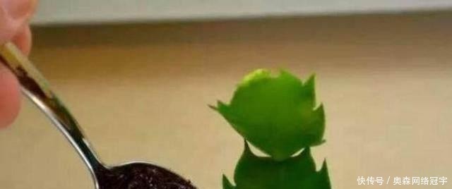 “它”的汁液,对“蟹爪兰”有奇效,一杯“水”一株变数株!