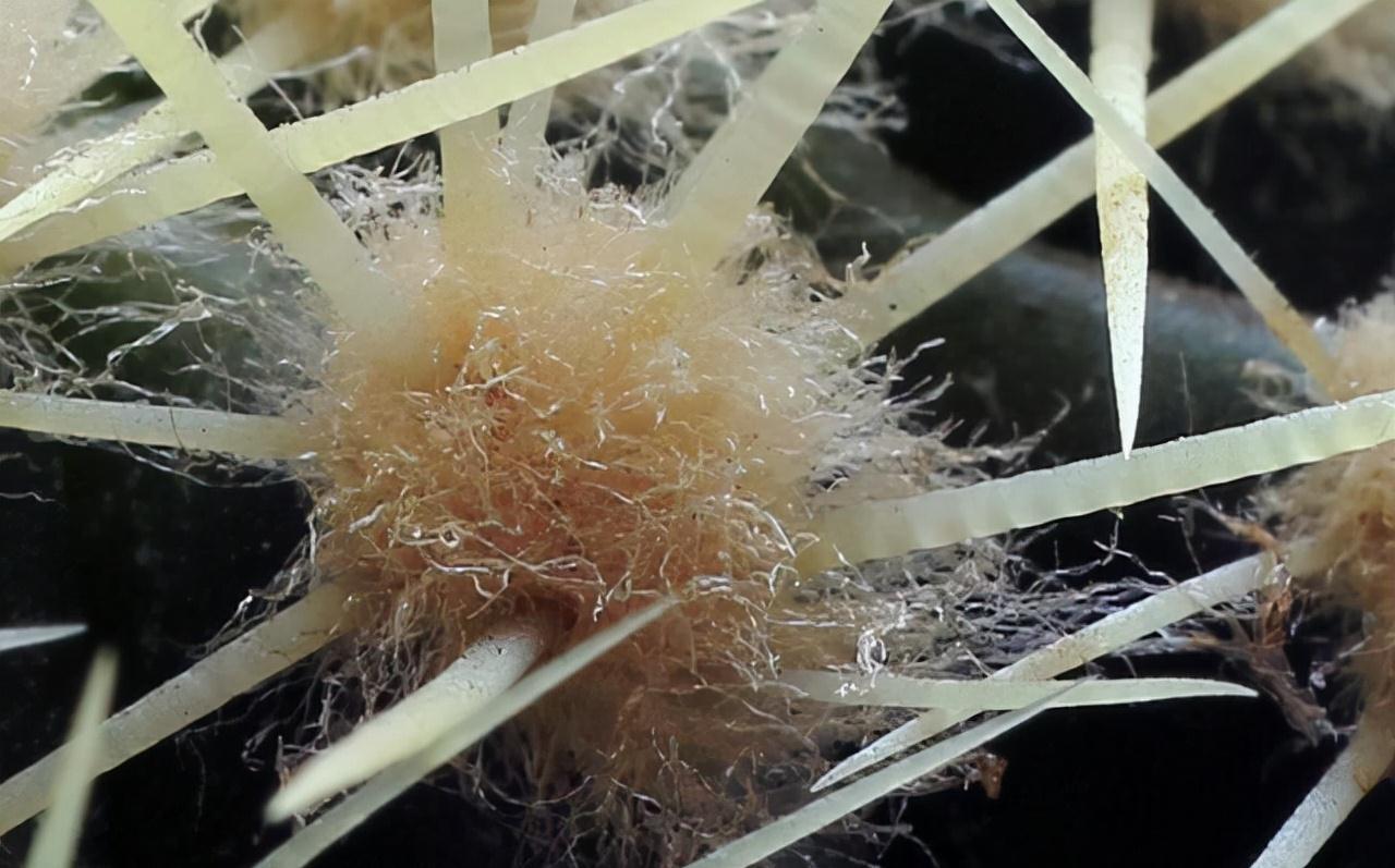 牛人自制2种生根液,2元让根系疯长1年,花卉一天一个样