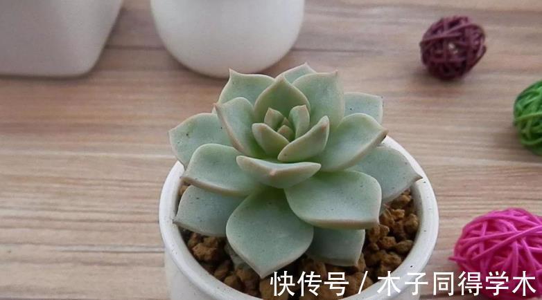 叶片|追求颜值、性价比,养多肉就选普货白牡丹,打理、扦插不费劲