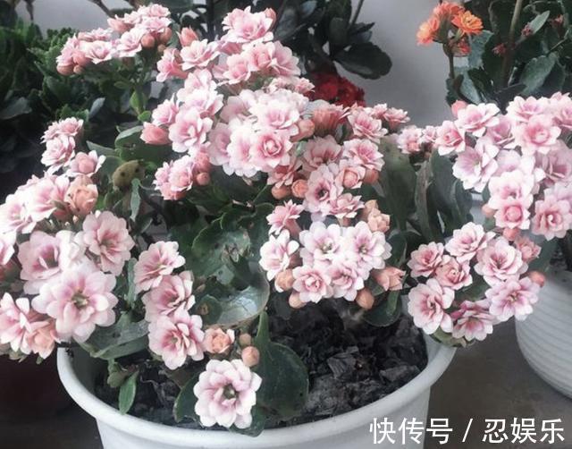 植物|给长寿花吃“2粒药”,7天窜出“大白根”,花苞冒不停,旺盛!