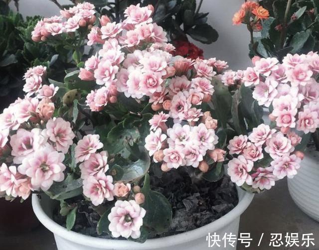 植物|给长寿花吃“2粒药”，7天窜出“大白根”，花苞冒不停，旺盛！