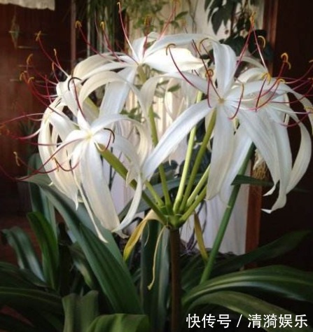 在家就养四种花，名字好听还旺运，简单养护一下，蹭蹭长爆盆