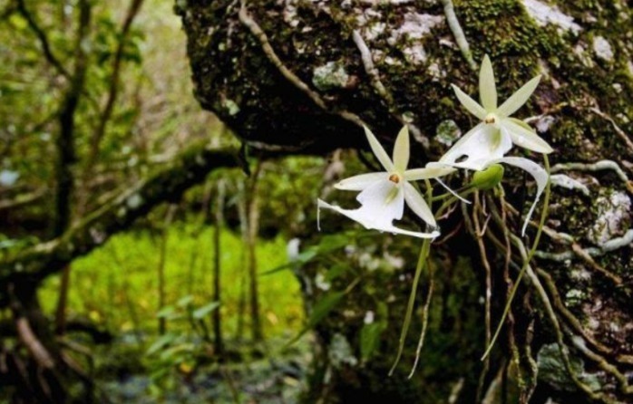 全球最贵兰花,在中国发现,形状怪异,价值1500万