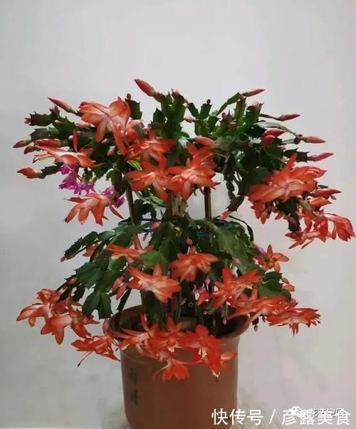 长寿花蟹爪兰还没开花，赶紧加餐，赏花有戏！