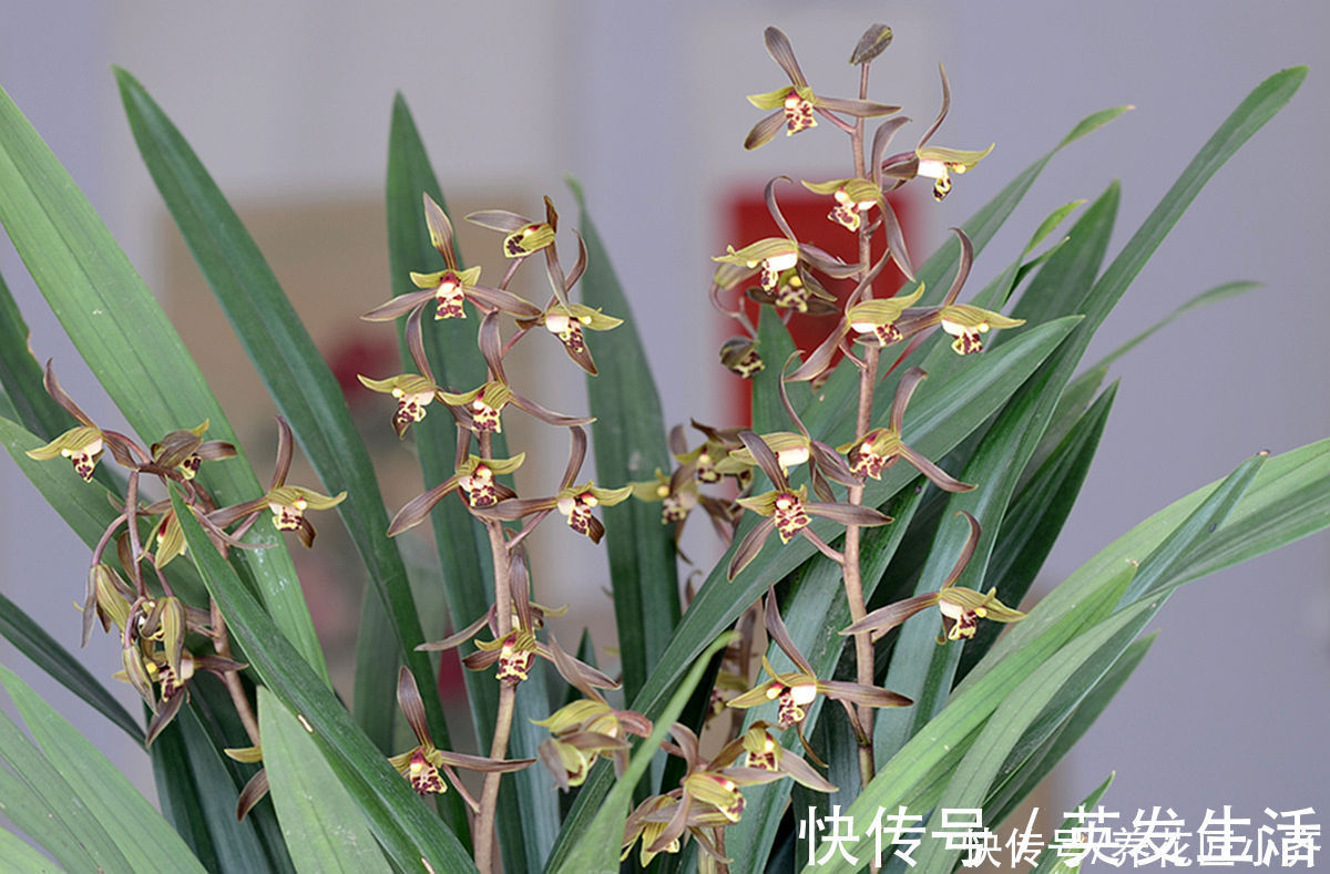 电风扇|养好蕙兰“四要素”缺一不可,特别记住最后一点,买家没有卖家精