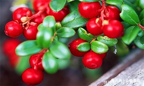 黄瓜|人到中年想长寿，不妨多吃4种食物，排毒抗衰，预防子宫早衰