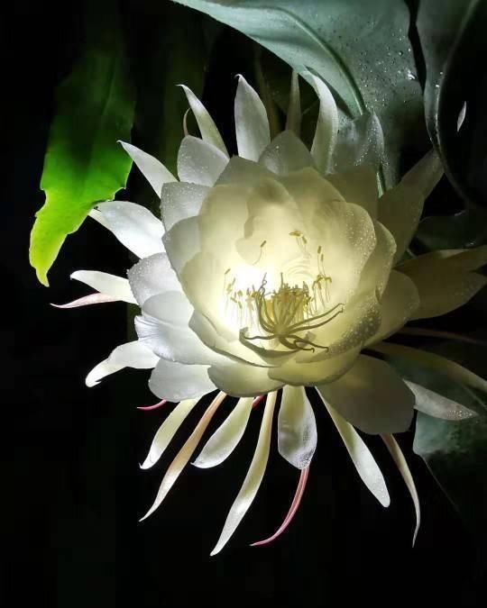 喜欢在室外养昙花注意不好这几点,烂根是常态