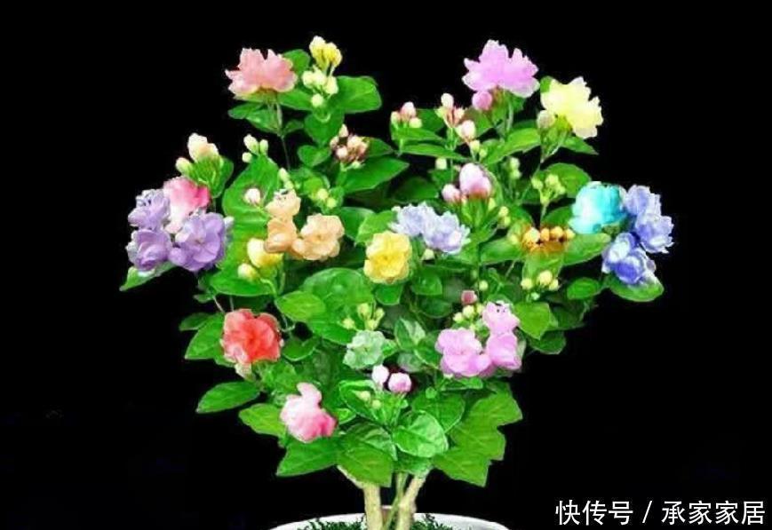 碰到这4种花再漂亮也别买,因为花钱买回来只会给自己“添堵”