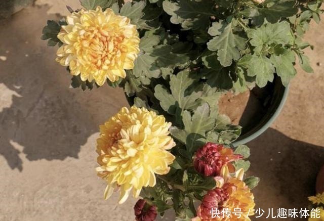长寿花|什么蚯蚓粪、羊粪,也不如“1种粉”,只需放花盆里,花卉变旺盛!