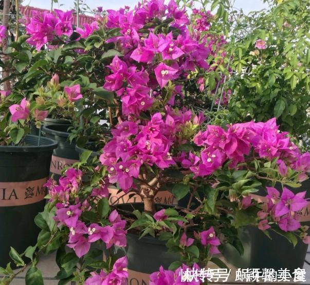 花卉|懂行的人冬天坚决不买三种花,冬天都不会买,白给也不要