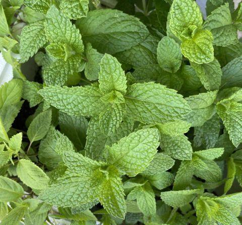 异味|卫生间异味大,放3种小盆栽,耐阴好养,空气清新