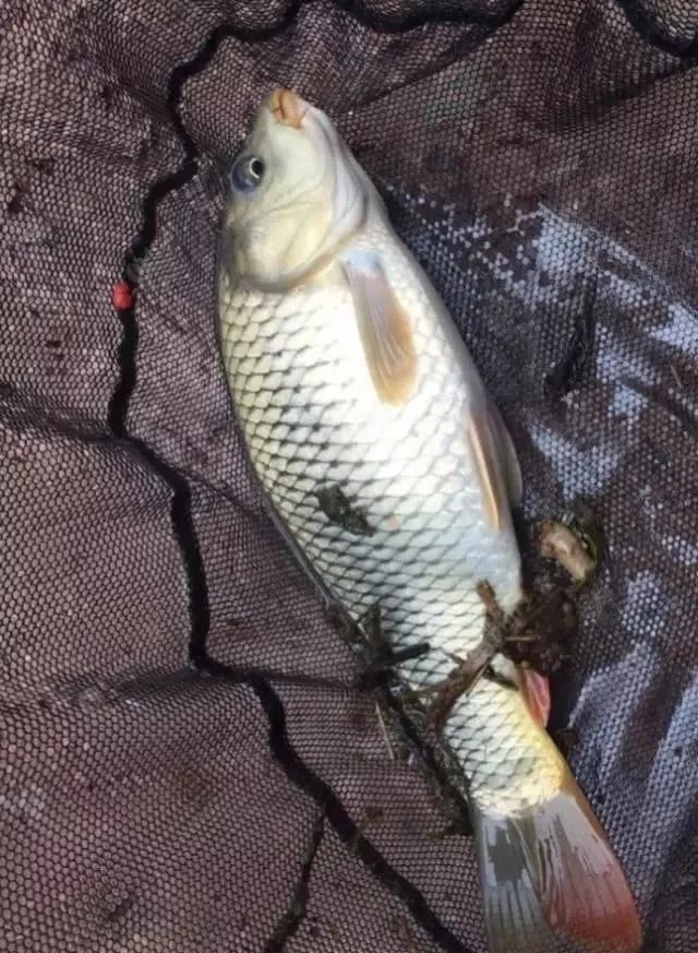 都说要“冬钓阳”,为啥在大晴天也经常钓不到鱼?问题就出在这