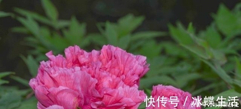 芍药妖!刘禹锡很美的一首诗,从开篇美到结尾,读过的人都会念念不忘!