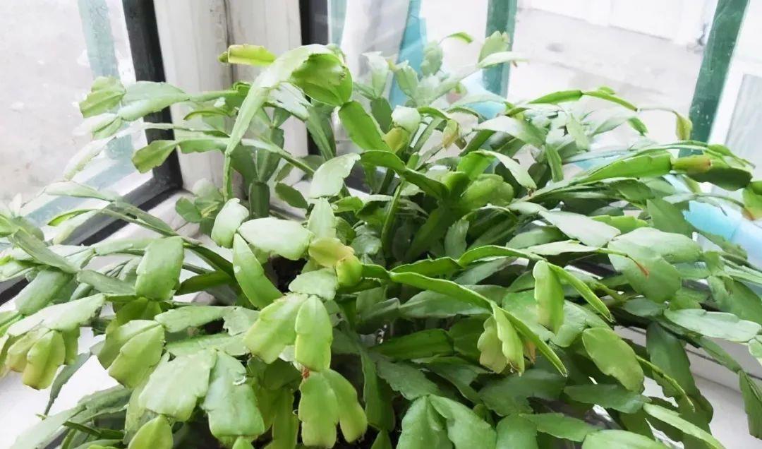 春天买花要认清,别买这些“休眠花”,买了也养不好,白花一笔钱