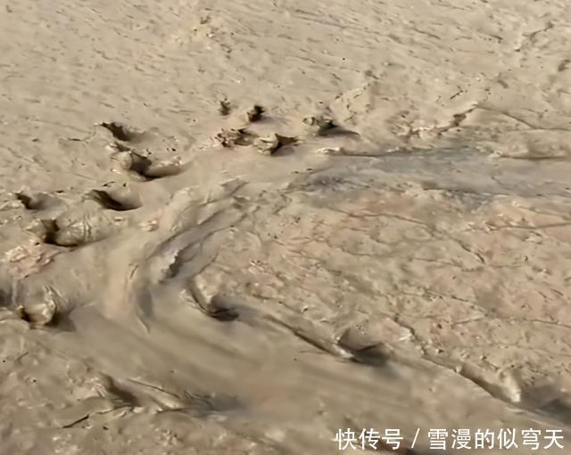 学会|野生甲鱼难找不难钓,学会这两招,一找一个准