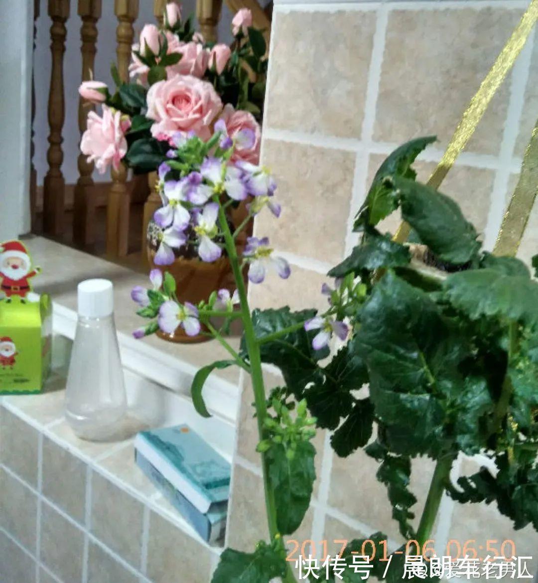 绿萝可以扔了,养盆“格调”花,颜值高还有气质