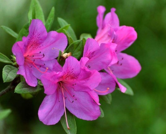 新手懒人最爱养这款植物，不用操啥心，枝头窜满花苞，美成小花园