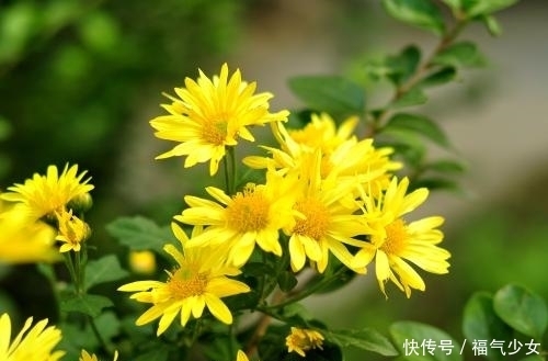  疲劳|用此花泡水喝对身体十分有益，能消除眼睛疲劳，降血压