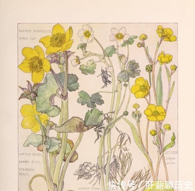 图鉴|美术欣赏之植物图鉴 工艺美术运动风格