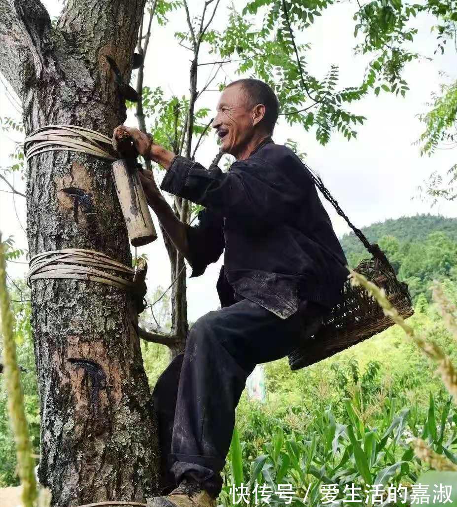 金皮树|认识植物界的“六大毒树”,看到“绕道走”,涨知识不吃亏