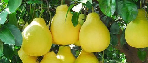 高手|藏在身边的“降压高手”, 每天吃一点,血压平稳身体好