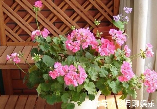 小花园|家里阳台上养上几种花,很简单就能让阳台成为小花园,自然美丽