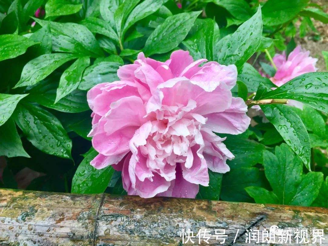 枝茎|芍药、牡丹啥傻傻分不清记住这几点就行啦!