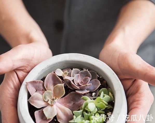 耳环 不是所有首饰都是珠宝的,多肉做成首饰,颜值完全秒杀大牌首饰!