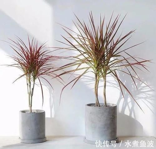 三种“吸毒花”,个个都是吉祥花,家里养一盆,呵护全家健康