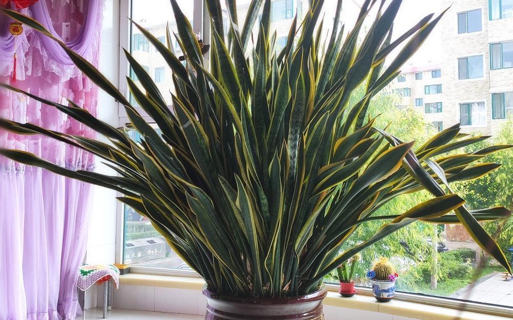 10种“吉利花”,“穷养”才能长大,越挤越壮实,越大越“旺家”