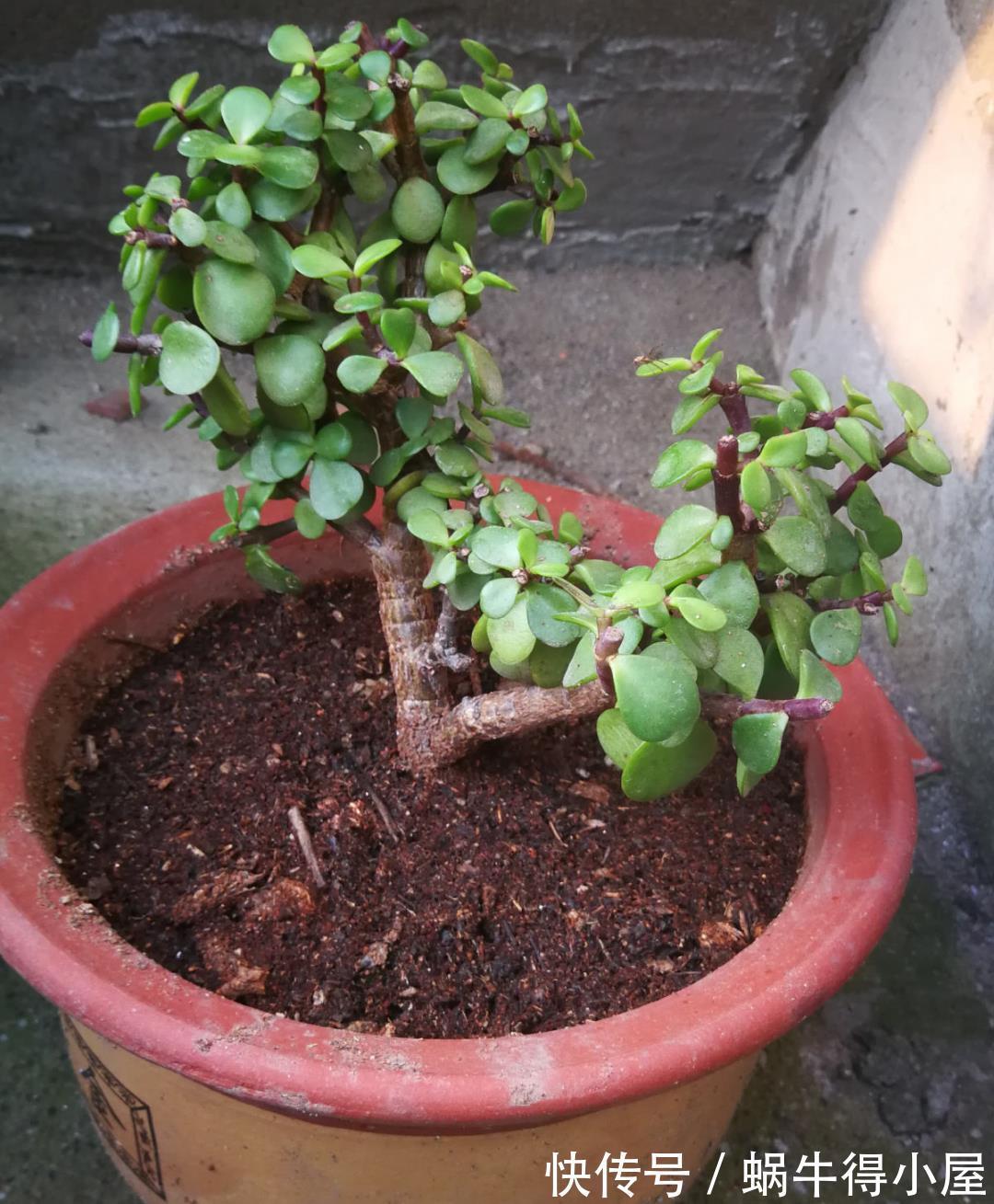 金枝玉叶|30℃以上,10种花就先别养了,买一盆死一盆,别怪我没提醒你