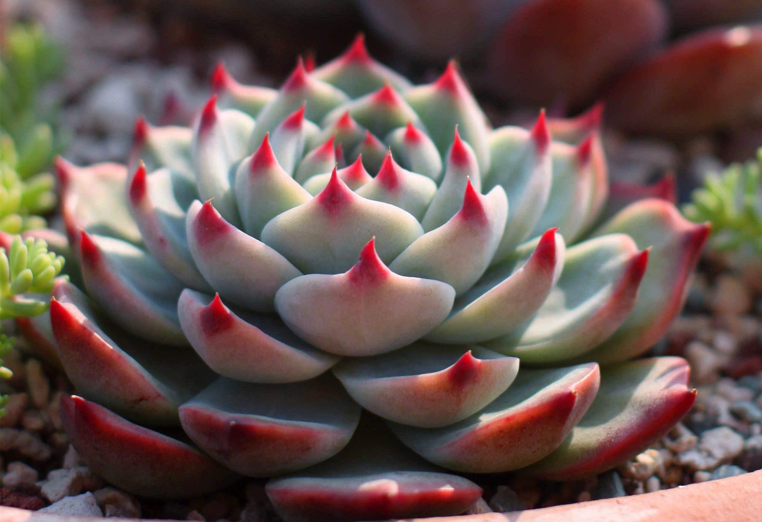 多肉|养好多肉,就要把土配好,把它们的生长环境改善好